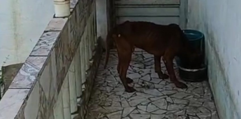 BM: Secretaria de Proteção dos Animais presta cuidados a cão abandonado
